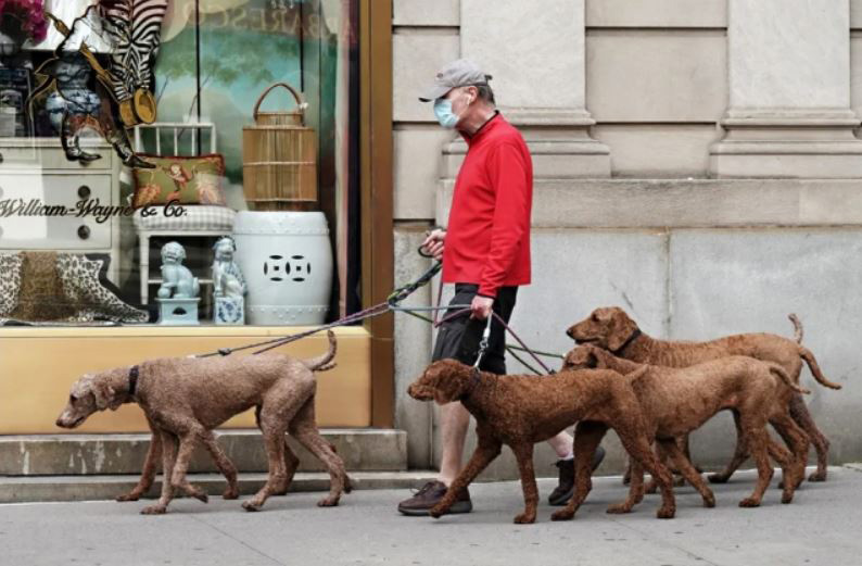 مرد نیویورکی با 6 سگ خود در حال پیاده روی