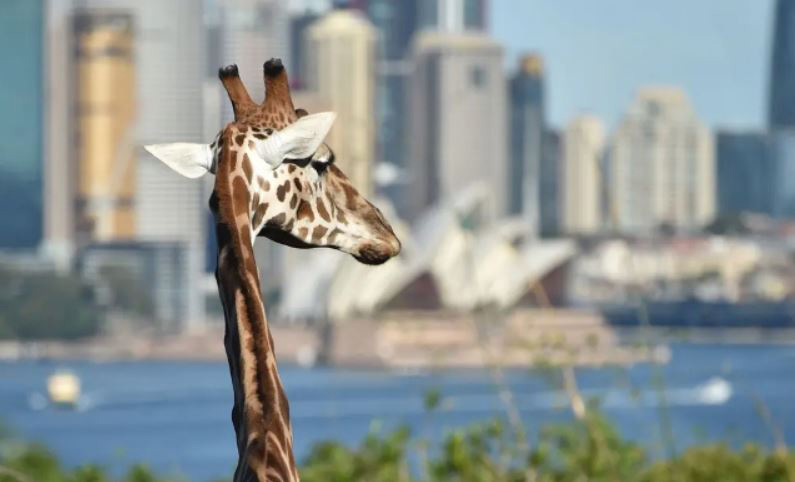 بازگشایی دوباره باغ وحش شهر سیدنی استرالیا به روی بازدیدکنندگان