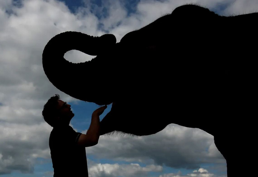 بازگشایی سافاری پارک Woburn در بریتانیا. یک فیل‌بان در حال وقت صرف کردن با فیل آسیایی است