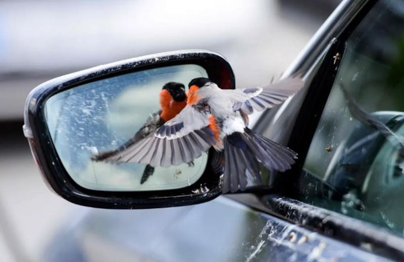 تقابل پرنده و آینه
