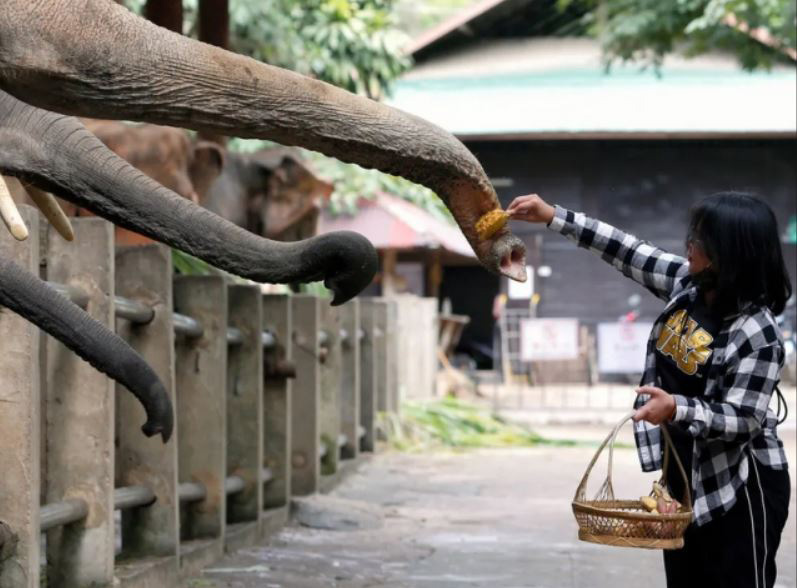 بازگشایی یک مرکز نگهداری از فیل در استان چیانگ مای تایلند به روی بازدید کنندگان