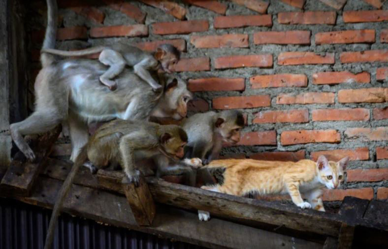 حمله میمون‌ها به یک گربه در شهر لوپ بوری تایلند. این شهر تایلند با هجوم انبوه میمون ها از جنگل مواجه شده است