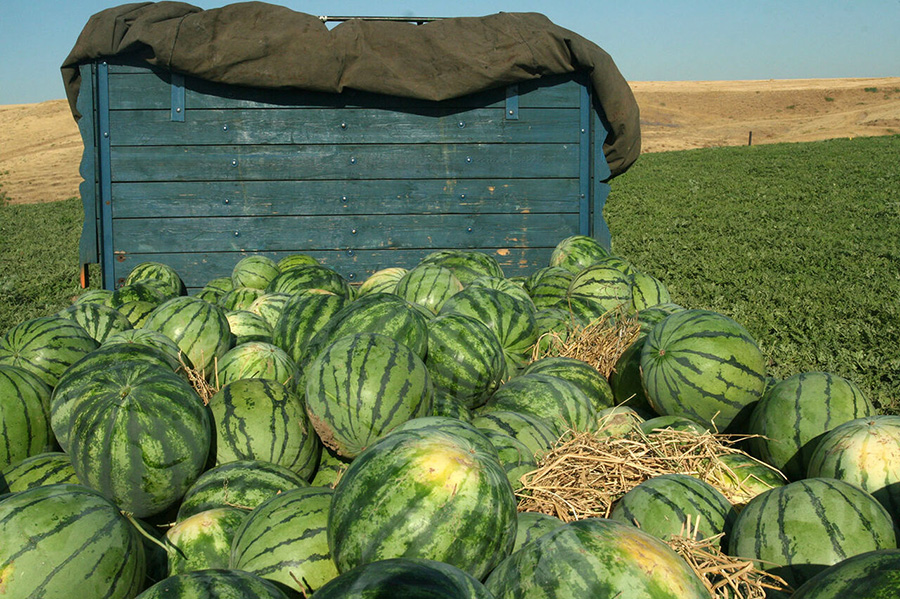 اعلام دلیل برگشت خوردن هندوانه های صادراتی ایران به ترکیه - reason for the return of Iranian watermelons exported to Turkey
