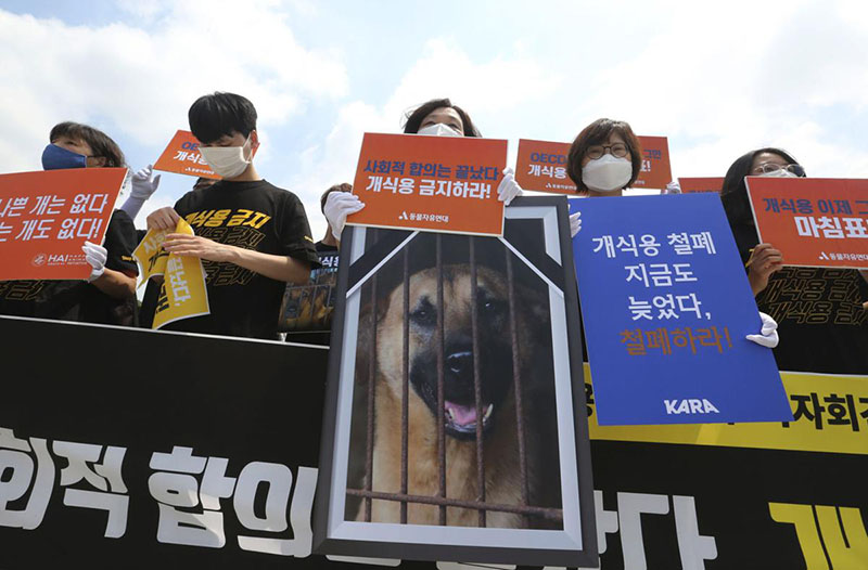 اعتراض به پخت و پز گوشت سگ در کره جنوبی
