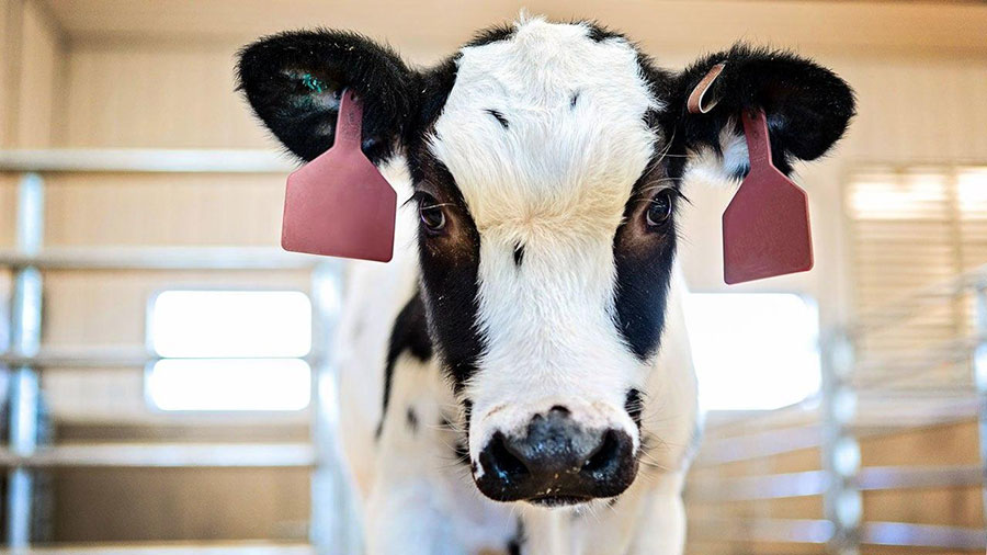 شیوع بیماری ناشناخته دامی در بابل - Prevalence of unknown animal disease in Babol شیوع بیماری ناشناخته دامی در بابل - Prevalence of unknown animal disease in Babol