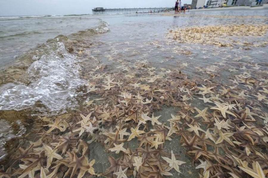 هزاران ستاره دریایی کوچک در هنگام جزر و مد در ساحل کارولینای جنوبی را مشاهده کنید