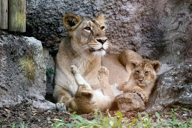 توله شیرهای نژاد ایرانی تازه متولد در باغ وحش شهر رم ایتالیا