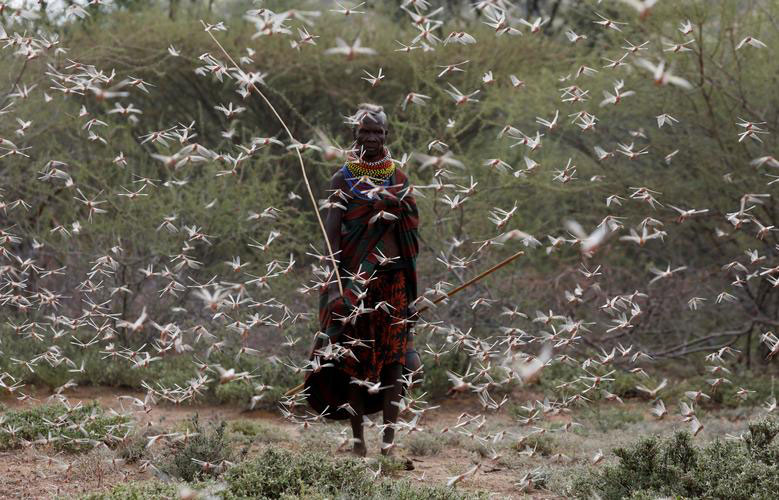 هجوم ملخ‌های صحرایی به مزارع کشاورزی در کنیا
