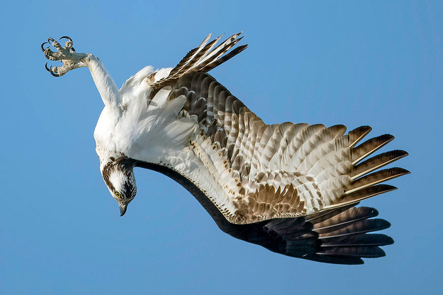 برندگان مسابقه عکاسی Audubon 2020 - Mark Hainen برندگان مسابقه عکاسی Audubon 2020 - Mark Hainen