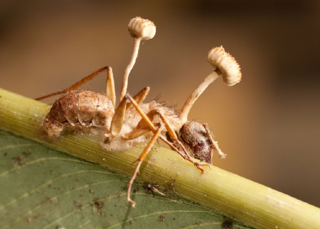 مورچه های زامبی در دنیای واقعی