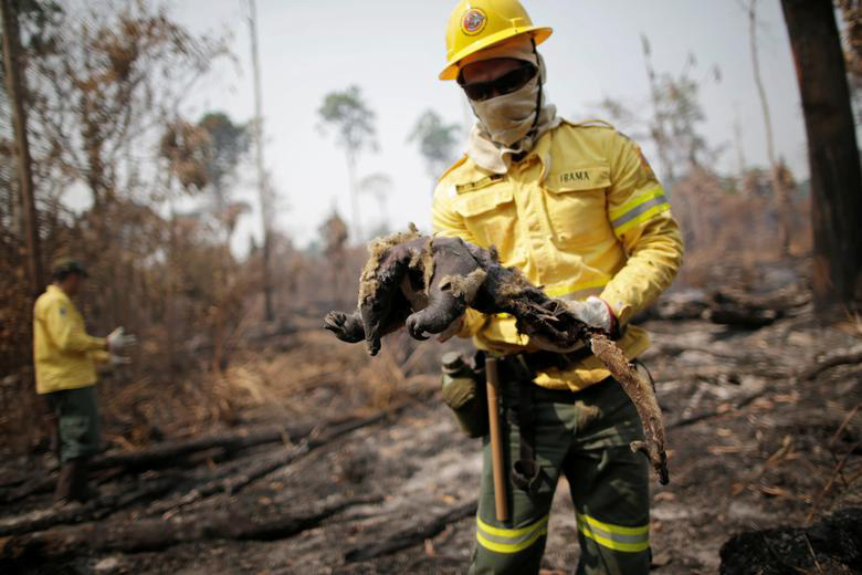 یک مورچه خوار سوخته در آتش سوزی جنگل‌های آمازون برزیل