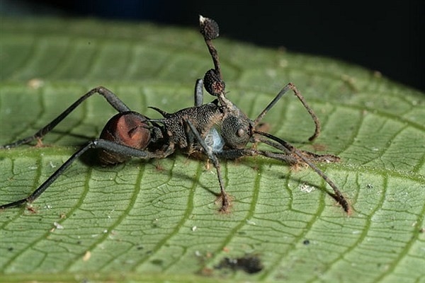 مورچه های زامبی در دنیای واقعی