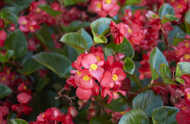 بگونیا عروس یا بگونیا وکس + نحوه مراقبت از آن