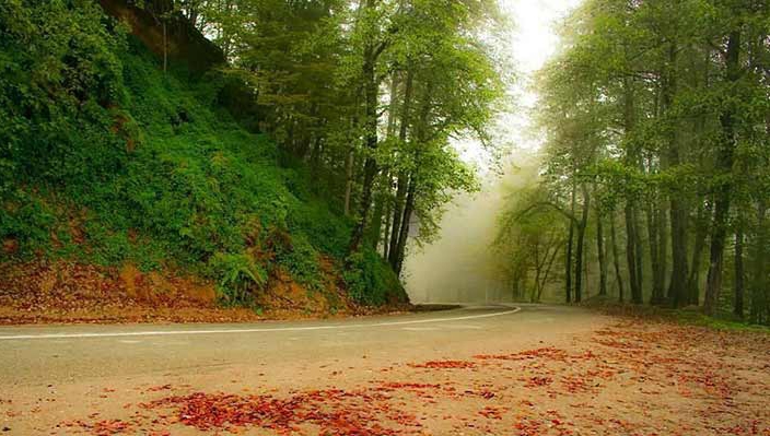 معرفی جنگل دالخانی رامسر + عکس