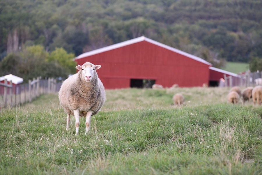 2 اکتبر ، روز جهانی حیوانات مزرعه