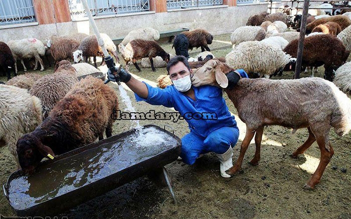 گوسفند زنده، دام و حیوانات به قیمت روز و بدون واسطه بخرید